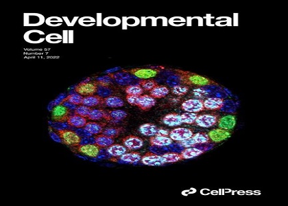 赋能科研 | 华大智造DNBelab C4 单细胞平台赋能，复旦大学发布“表观遗传机制调控减数分裂启动”的研究