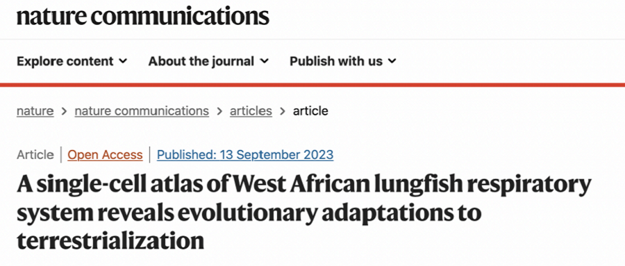 Nature子刊！基于DNBelab C4和DNBSEQ测序平台，迄今最完整的非洲肺鱼呼吸器官高分辨率细胞全景图发表